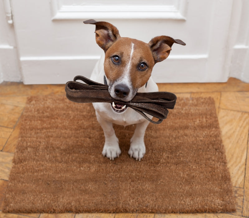 Premium Leather, Happy Dog